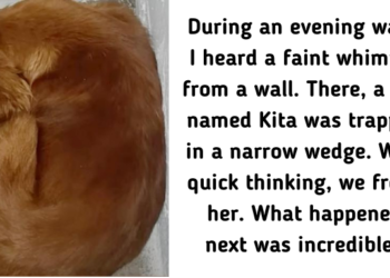 Fearful Dog Finds Safety and Love After Rescuers Discover Her Wedged Between Walls