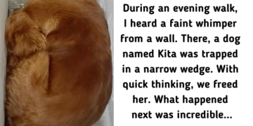 Fearful Dog Finds Safety and Love After Rescuers Discover Her Wedged Between Walls
