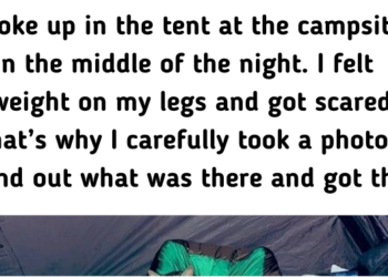 14 Unplanned Animal Encounters That Left People in Awe