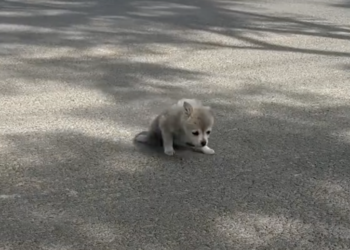 Puppy Found on the Streets Unable to Walk Due To Health Issues