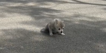Puppy Found on the Streets Unable to Walk Due To Health Issues