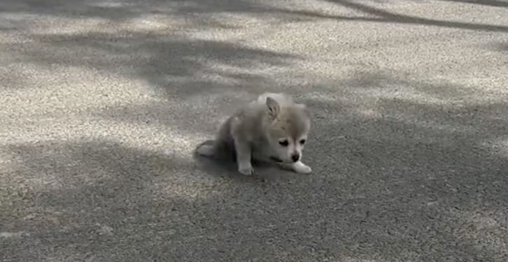 Puppy Found on the Streets Unable to Walk Due To Health Issues