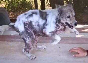 Dog’s Sweet Reaction After Four Years in Shelter Finally Finds a Home