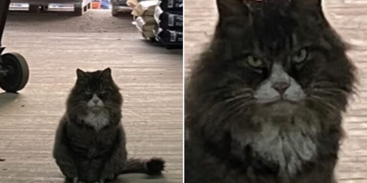 Scary-Looking Cat Keeps Returning to Local Feed Store, Ready for Love