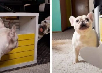 Watch The Hilarious Reaction of This French Bulldog When He Thinks He Sees an Intruder