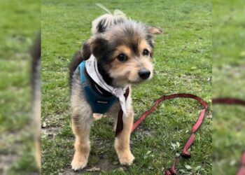 Dog Who Looks Like a Puppy Is Not a Puppy After All