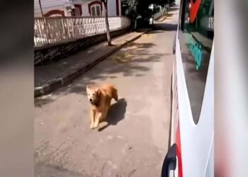 Woman Taken by Ambulance and Her Dog’s Reaction Hits Deep in the Heart