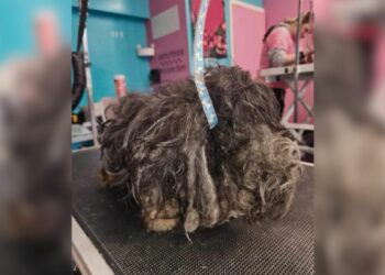 The Emergency Grooming Session That Transformed a Heavily Matted Dog’s Life Forever