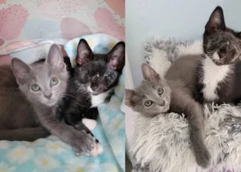 Blind Kitten Clings to Gray Cat at First Meeting and Won’t Let Anyone Separate Them