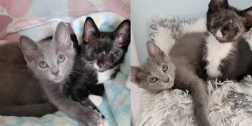 Blind Kitten Clings to Gray Cat at First Meeting and Won’t Let Anyone Separate Them
