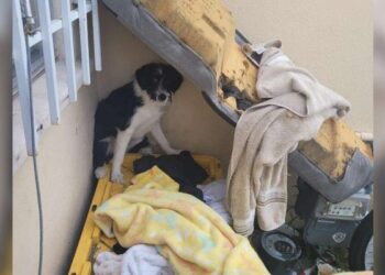 Abandoned Puppy Growls at Everyone Until He Meets the Sweetest Little Girl
