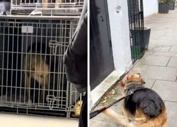 Woman Adopts Dog with Fear of Men Until He Meets Her Boyfriend