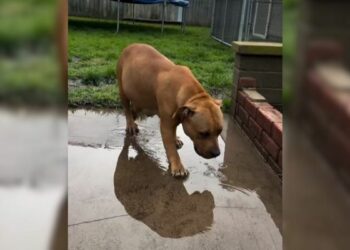 Pregnant Pit Bull Rescued 47 Minutes Before Euthanasia, Now Living Her Best Life