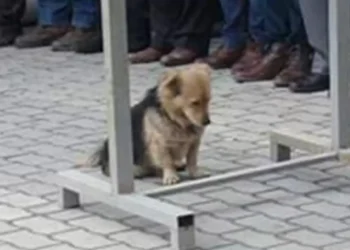 Hearbroken Dog Visits Owner’s Grave Every Day