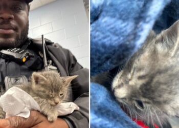 Police Officer in South Carolina Rescues Kitten from Trash, Changing Its Life Forever