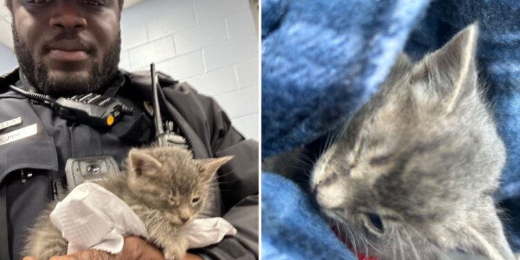 Police Officer in South Carolina Rescues Kitten from Trash, Changing Its Life Forever