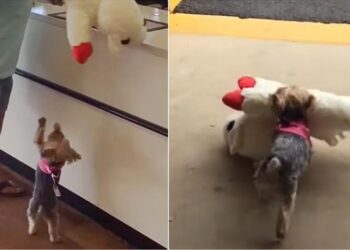 Tiny Pup Insists on Buying the Biggest Toy in the Pet Store