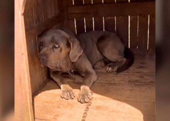 After 3 Years on Chain, This Dog’s Reaction to Freedom Touches Millions of Hearts