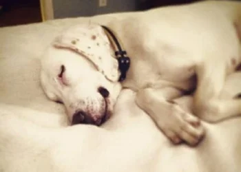 Dog Returned to Shelter 11 Times Until Staff Realizes He Found His True Home