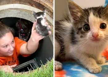 Miraculous Rescue of Kitten Trapped in Sewer for 40 Hours
