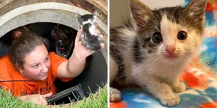 Miraculous Rescue of Kitten Trapped in Sewer for 40 Hours