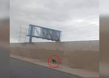 Dog Roams Neighborhood for Days in Search of His Family