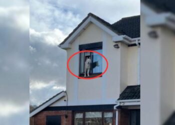 Woman Never Imagined Where She’d Find Her Dog After the Neighbor’s Call