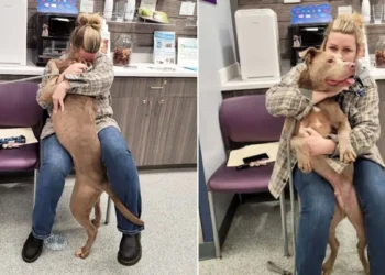 Shelter Dog Finds Home After Family Member’s Gut Instinct Leads to Reunion