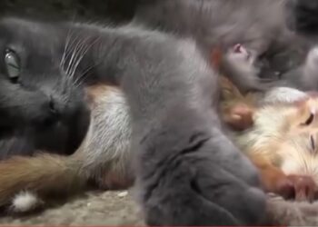 Man Brings Baby Squirrels to a Mother Cat Who Adopts Them as Her Own
