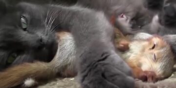 Man Brings Baby Squirrels to a Mother Cat Who Adopts Them as Her Own