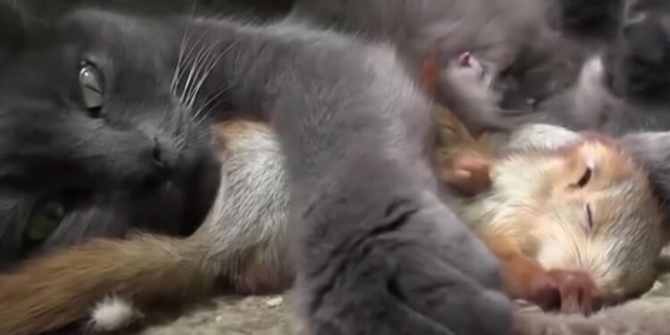 Man Brings Baby Squirrels to a Mother Cat Who Adopts Them as Her Own