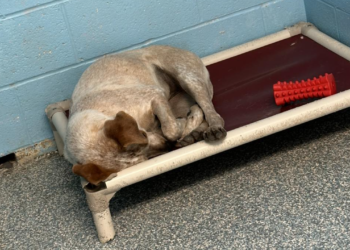 Dog Heartbroken After Brother’s Adoption Cries Herself to Sleep