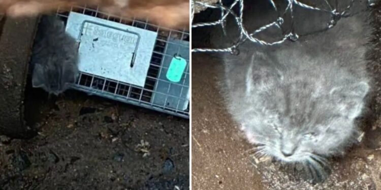 Rescuers Save Kitten from Storm Drain and Discover She Wasn’t Alone