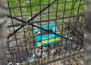 Woman Surprised to Find Fluffy Puppy Abandoned in Diaper Box Outside Her Store