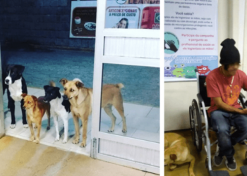 Street Dogs Waiting Outside Hospital Have a Heartwarming Reaction When Their Owner Arrives