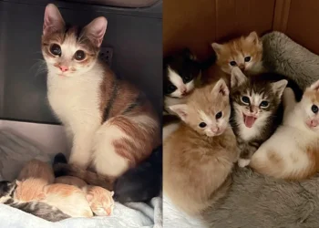 Kind People Went to Help One Cat and Ended Up Rescuing Many More, Including Expectant Mother