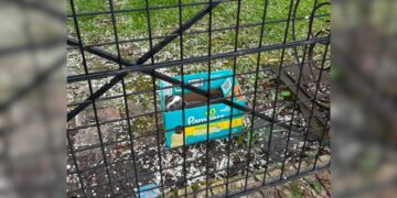 Woman Surprised to Find Fluffy Puppy Abandoned in Diaper Box Outside Her Store