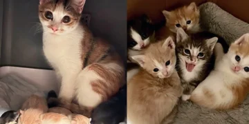 Kind People Went to Help One Cat and Ended Up Rescuing Many More, Including Expectant Mother
