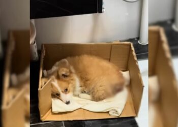 Miraculous Rescue of a Puppy Abandoned at a Construction Site