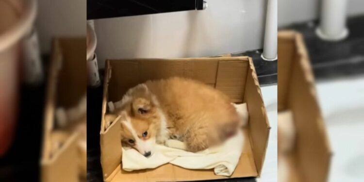 Miraculous Rescue of a Puppy Abandoned at a Construction Site