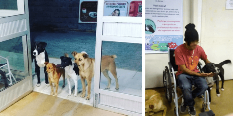 Street Dogs Waiting Outside Hospital Have a Heartwarming Reaction When Their Owner Arrives