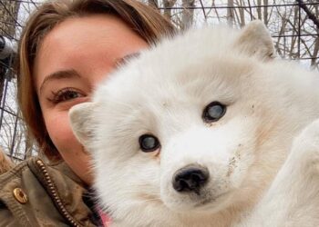 Woman Rescues Elderly Blind Arctic Fox Abandoned at Dog Shelter