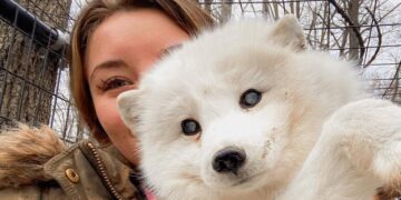 Woman Rescues Elderly Blind Arctic Fox Abandoned at Dog Shelter