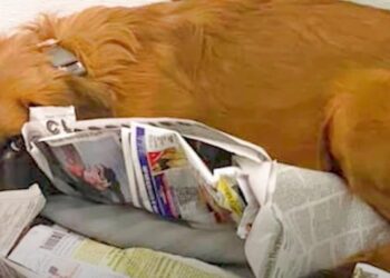 Dog Hides in Corner After Being Dragged to Shelter and Refuses to Engage with Anyone