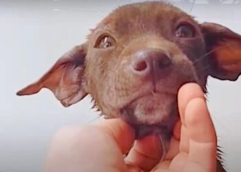 Her Big Eyes Pleaded for Help and He Saw the Beautiful Dog She Could Be