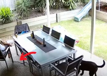 A Dog’s Unwavering Loyalty Saves Owner From The Danger