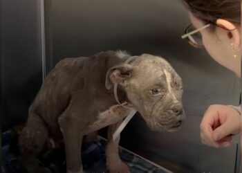 Neglected 1-Year-Old Pup Who Looked Like an Old Dog Rescued and Now Wears the Sweetest Outfits