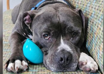 Senior Dog Ends Up in Shelter Through No Fault of His Own