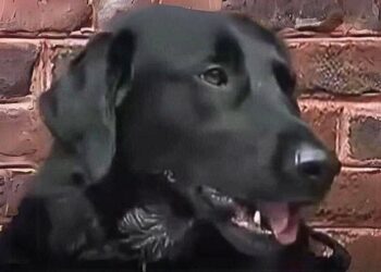 Family Installs Cameras to Uncover Dog’s Hostility Towards Nanny and Discovers He Was Right