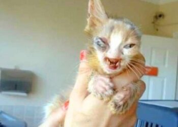 Cat Is All Alone Because Everyone Is Afraid of Her “Scary” Appearance